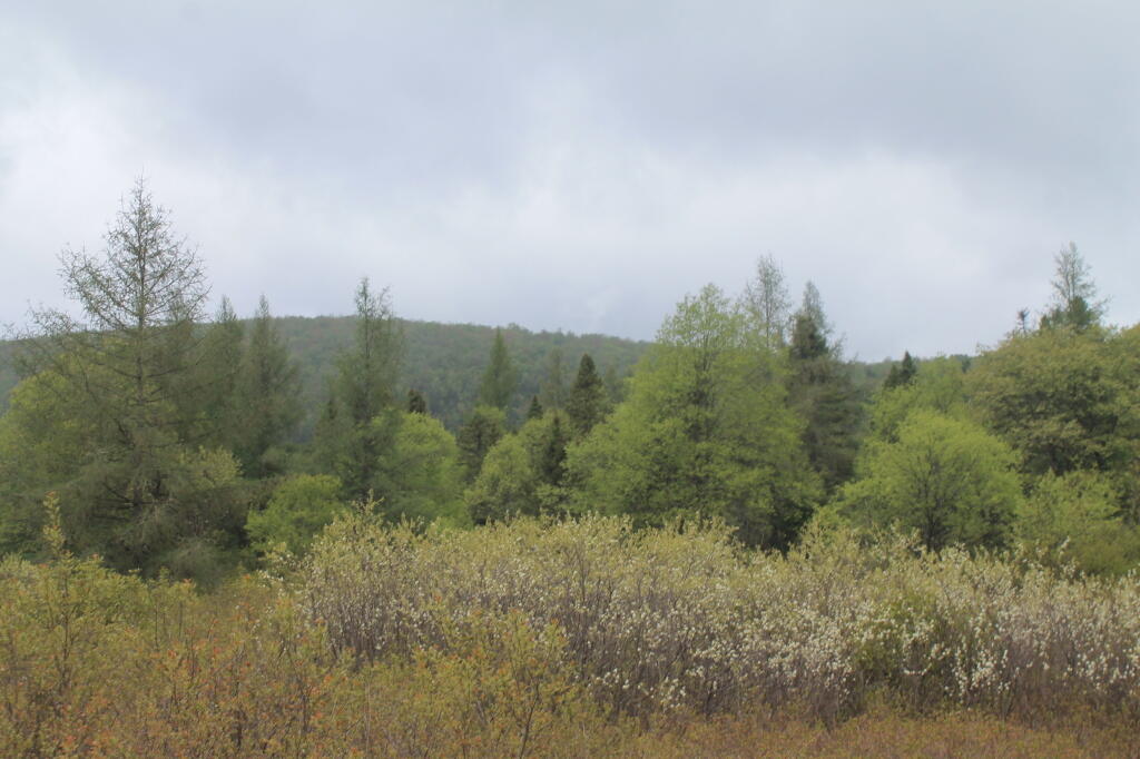 Photo: Mitchell Ponds Mountain