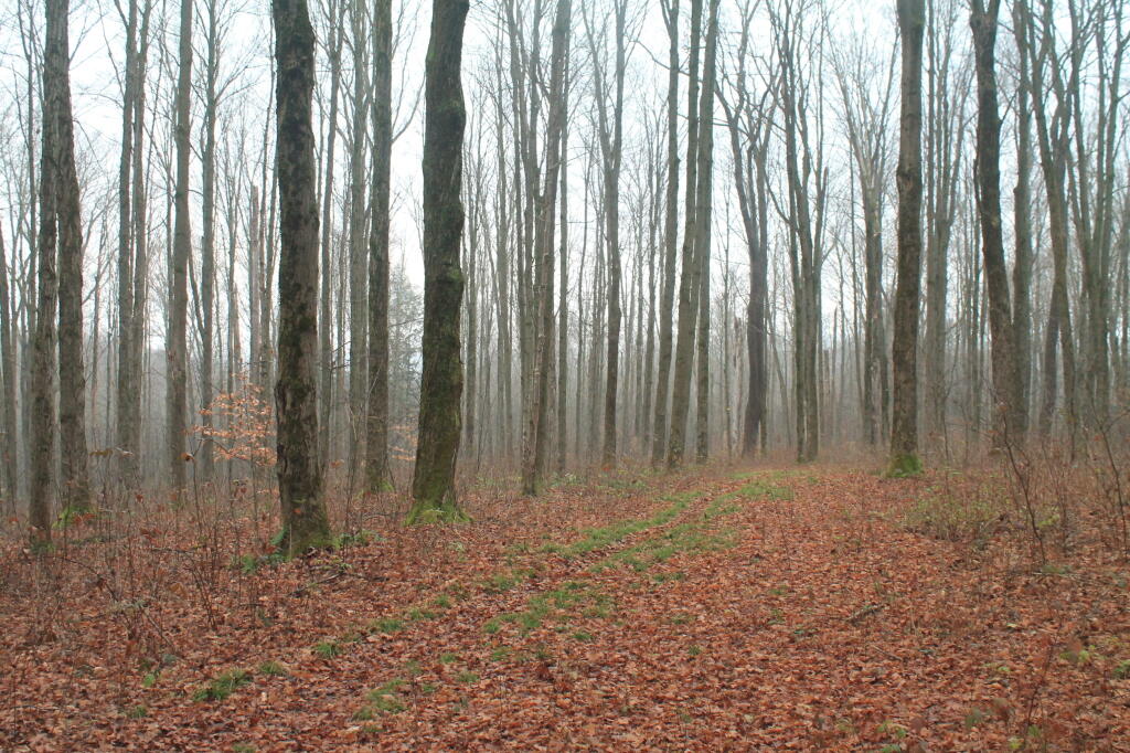 Photo: Foggy Woods Photo: Foggy Woods