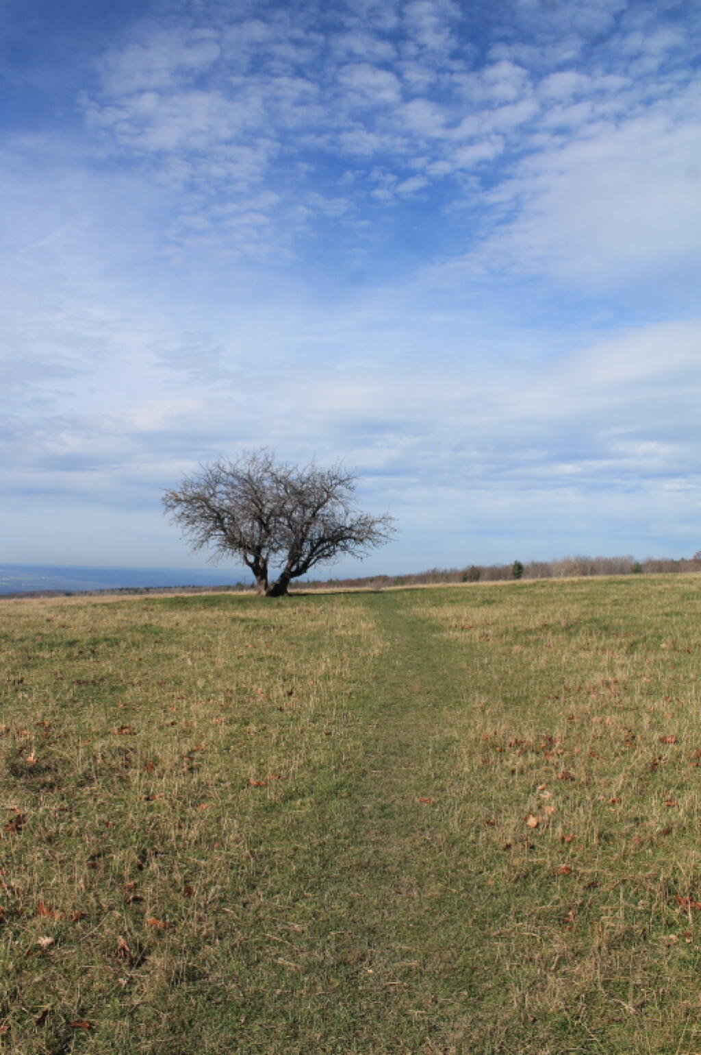 Photo: Lone Tree