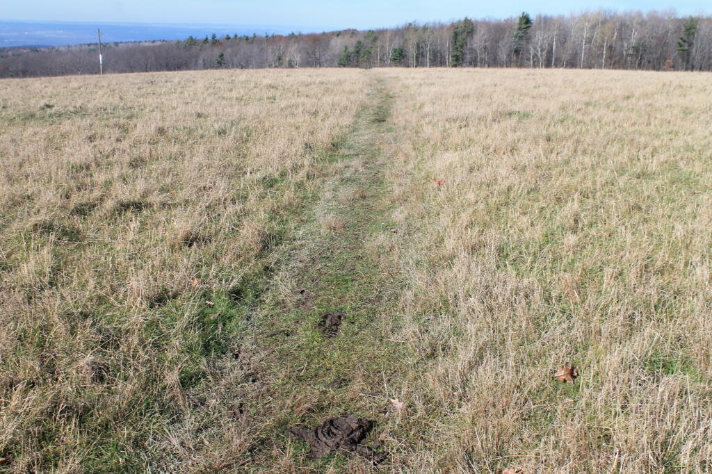 Photo: Trail