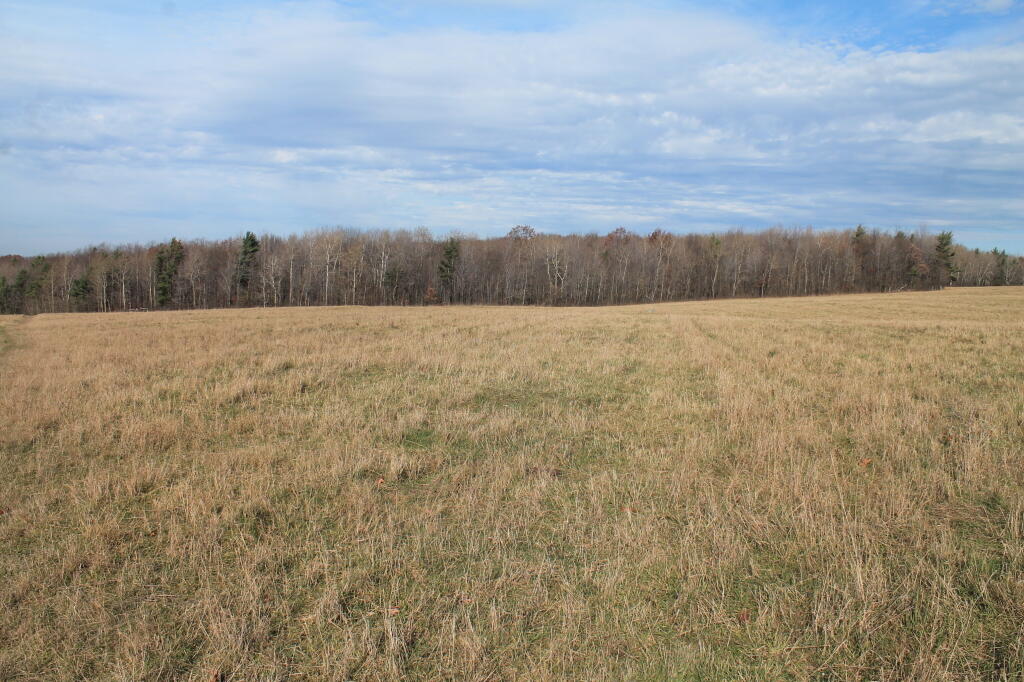 Photo: Edge of the Field