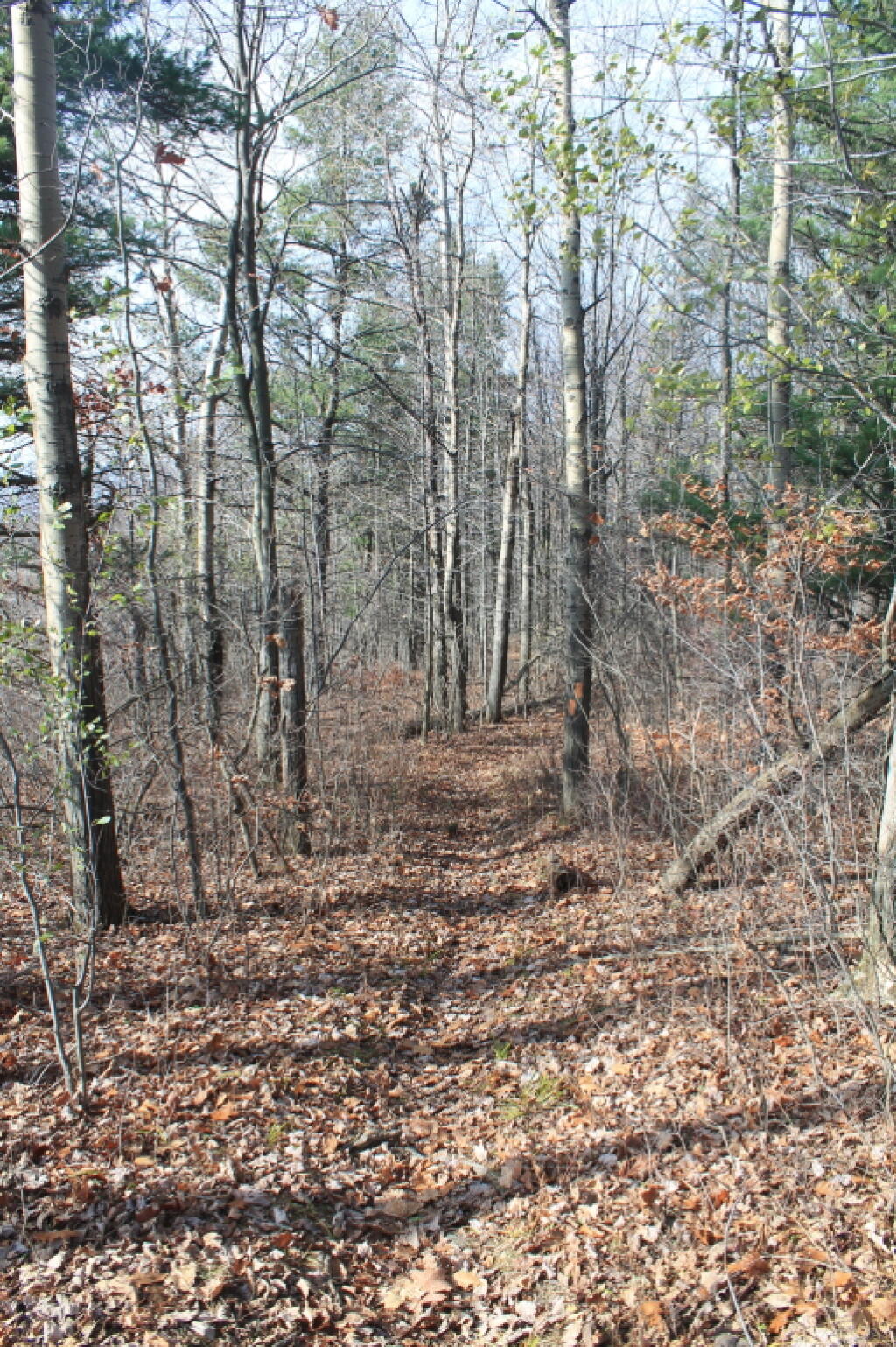 Photo: Interloken Trail in the Woods