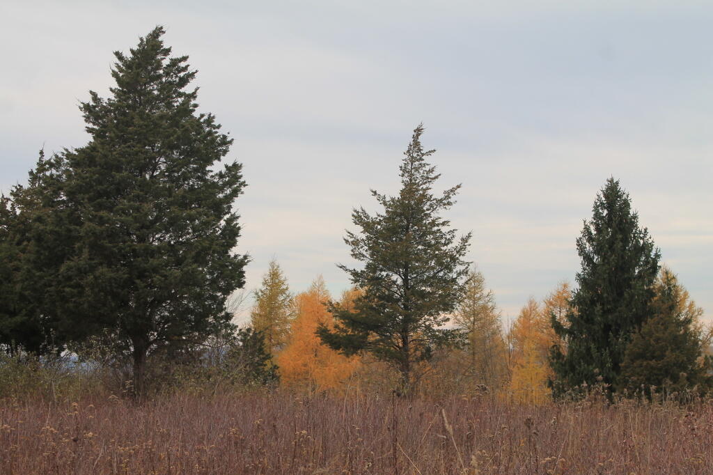 Photo: Greens and Yellows