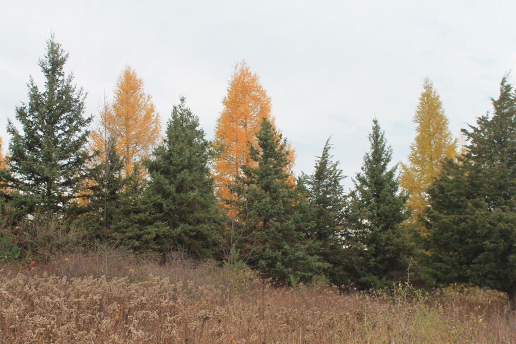 Photo: Aspen and White Pine