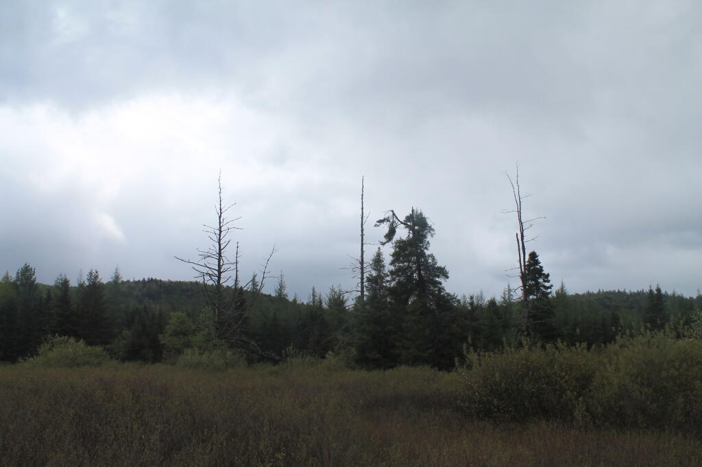 Photo: Three Spikes in the Plains