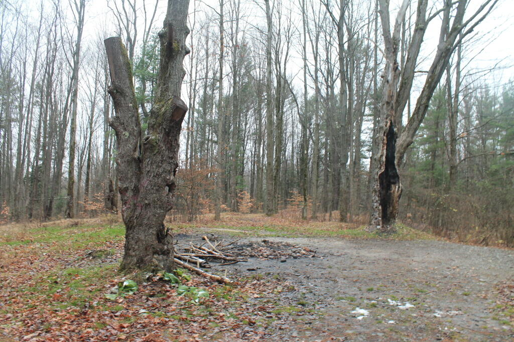 Photo: Cold Wet Morning at East Otto State Forest
