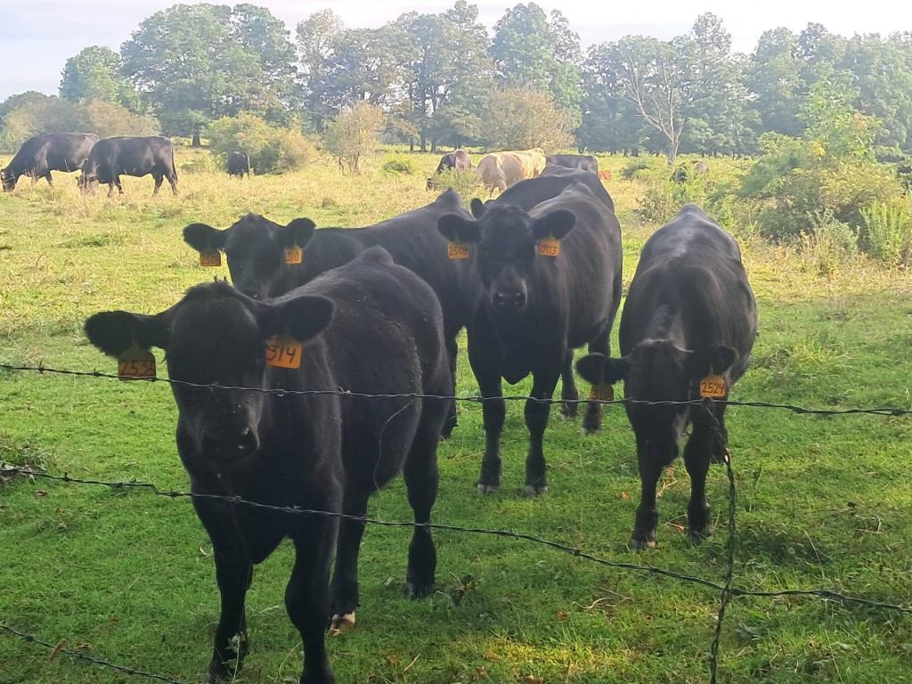 Photo: Morning visitors