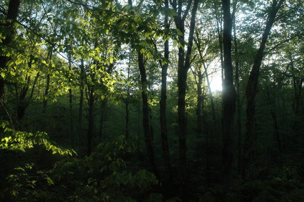 Photo: Sun Peaking Out