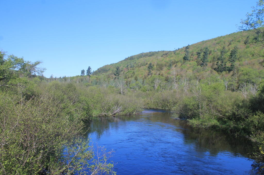 Photo: Summer Stream