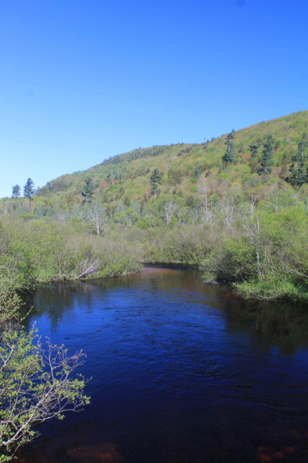 Photo: Deep Blue Skies over Summer Stream