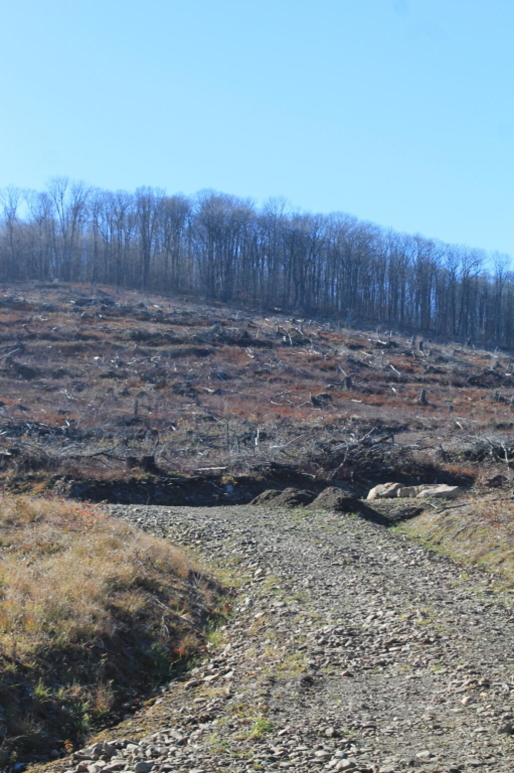 Photo: Salavage Cut from the Great Valley Tornado