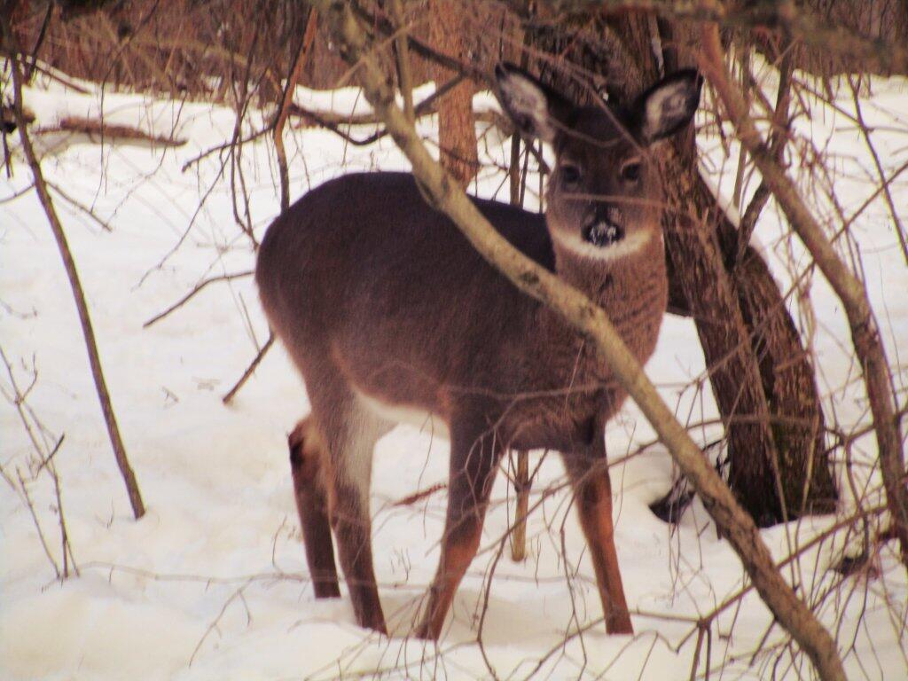 Photo: All Fluffed Up In The Cold