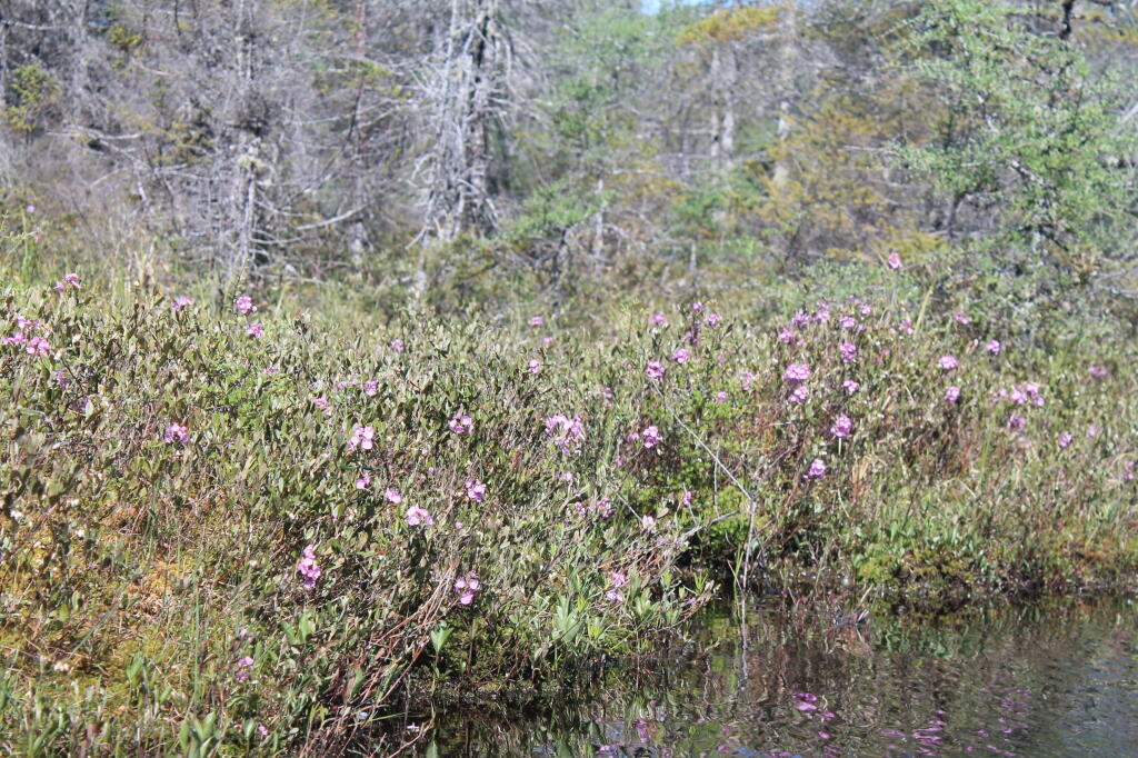 Photo: Rhodora