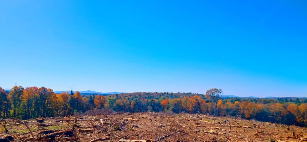 Photo: View from the Clear Cut Photo: View from the Clear Cut