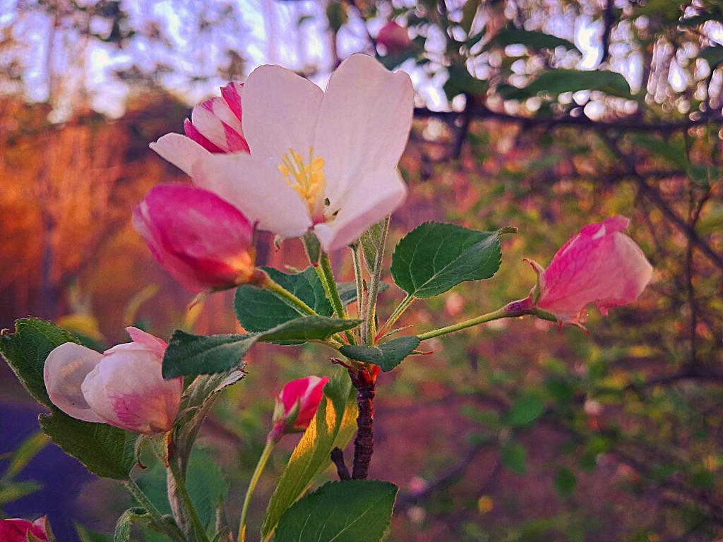 Photo: Apple Blossoms Photo: Apple Blossoms