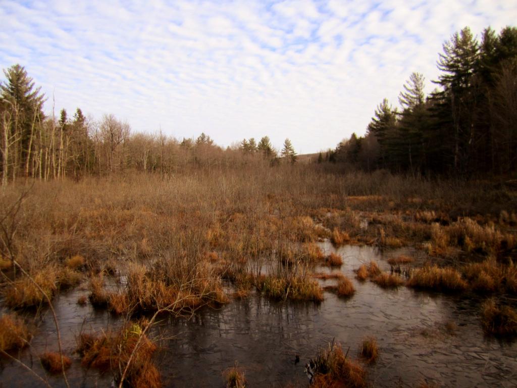 Photo: Swamp Photo: Swamp