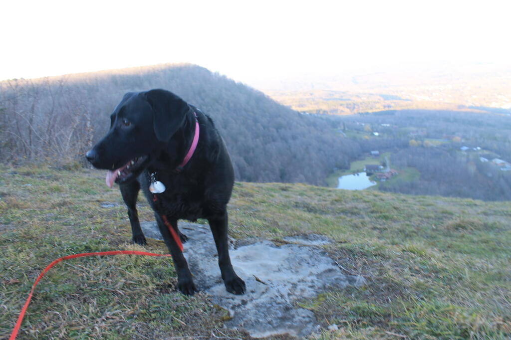 Photo: Dog -- Look at the Camera
