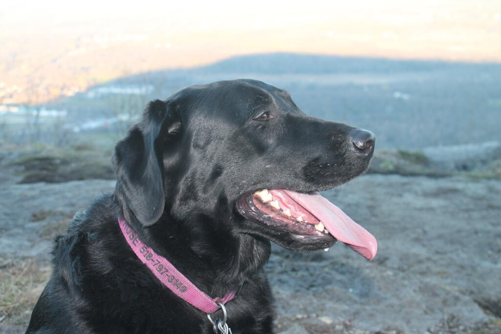 Photo: Dog