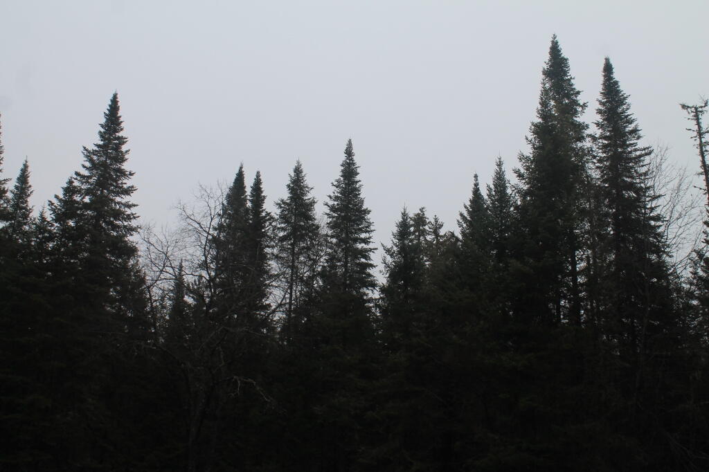 Photo: Trees Above Boreas River Campsite