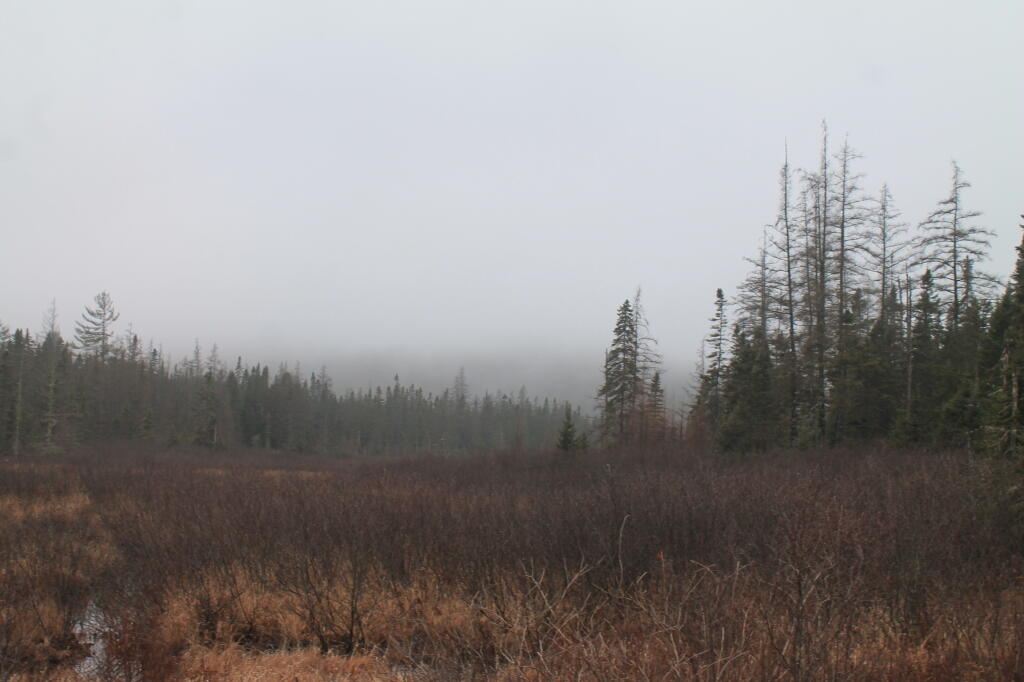 Photo: Wetlands