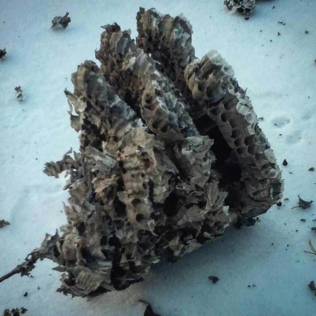 Photo: Bees Nest on the Trail
