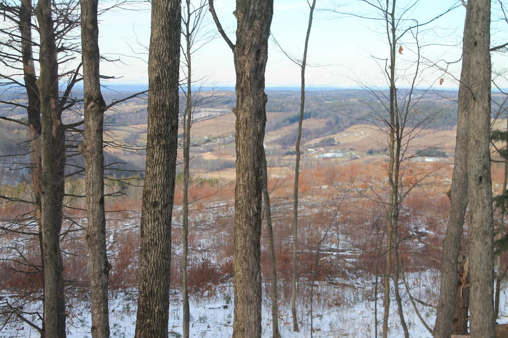 Photo: Edge of the Woods