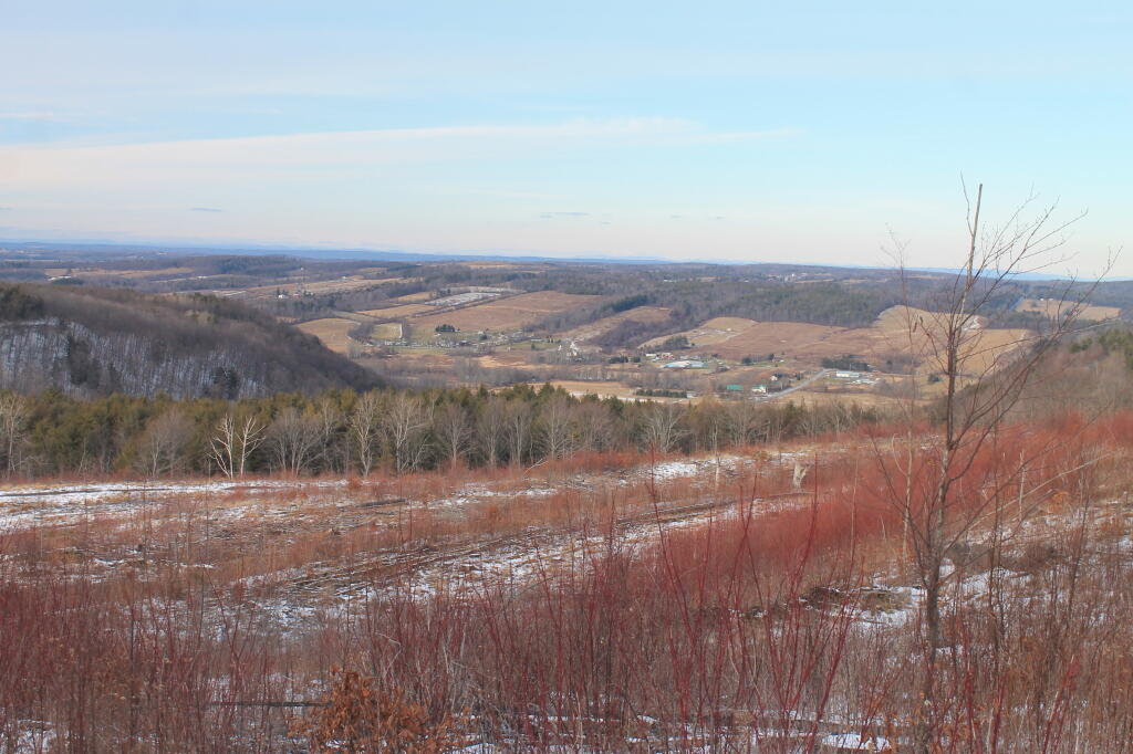 Photo: Sappling Starting to FIll In the Clear Cut Photo: Sappling Starting to FIll In the Clear Cut