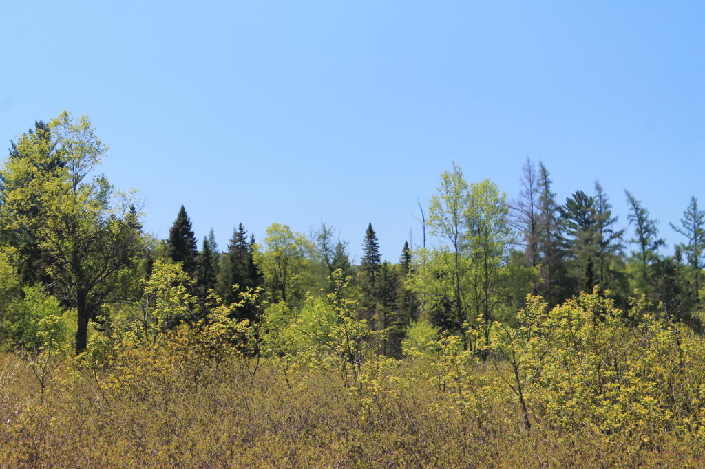 Photo: Spring at Moose Plains