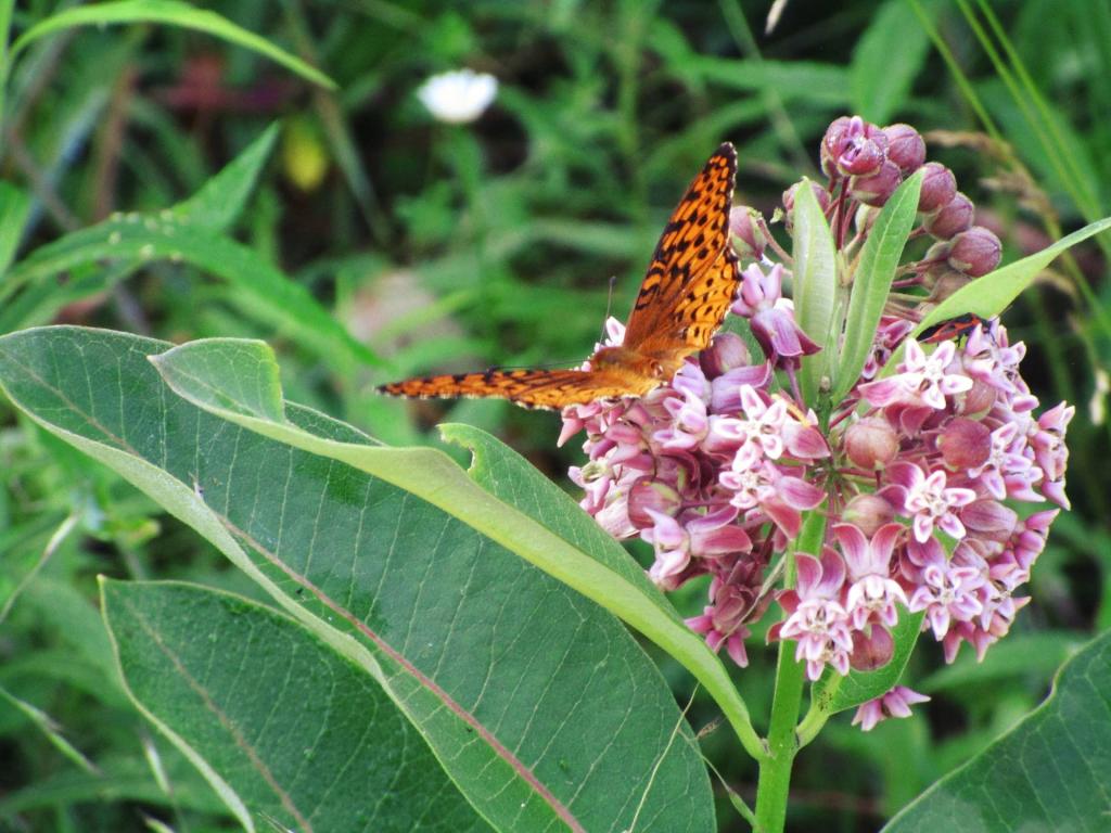 Photo: Milkweed at Powley Place Photo: Milkweed at Powley Place