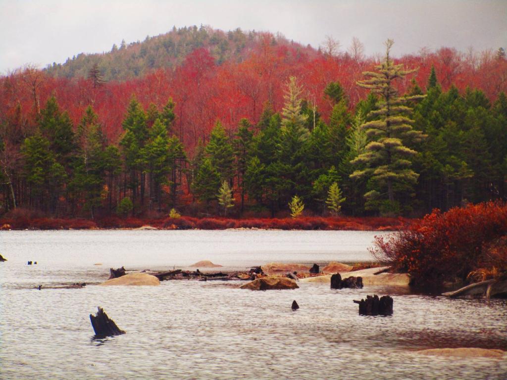 Photo: Rainy Day at Eagle Pond