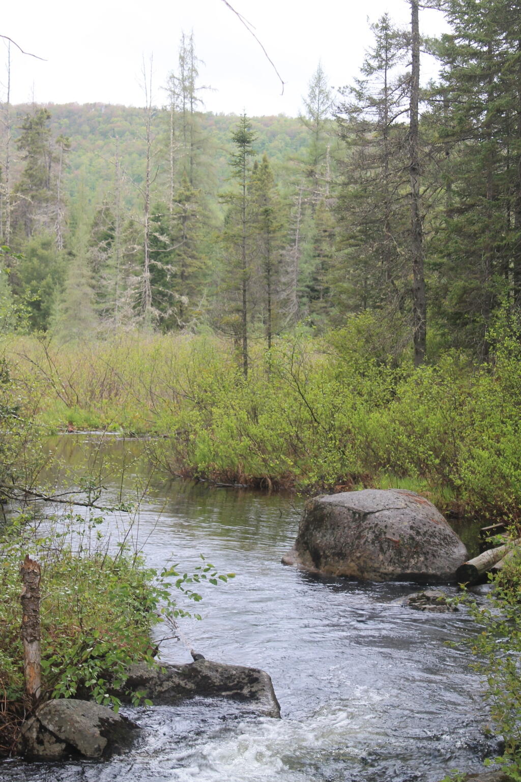 Photo: Wetland Along Upper Mitchells Pond Trail