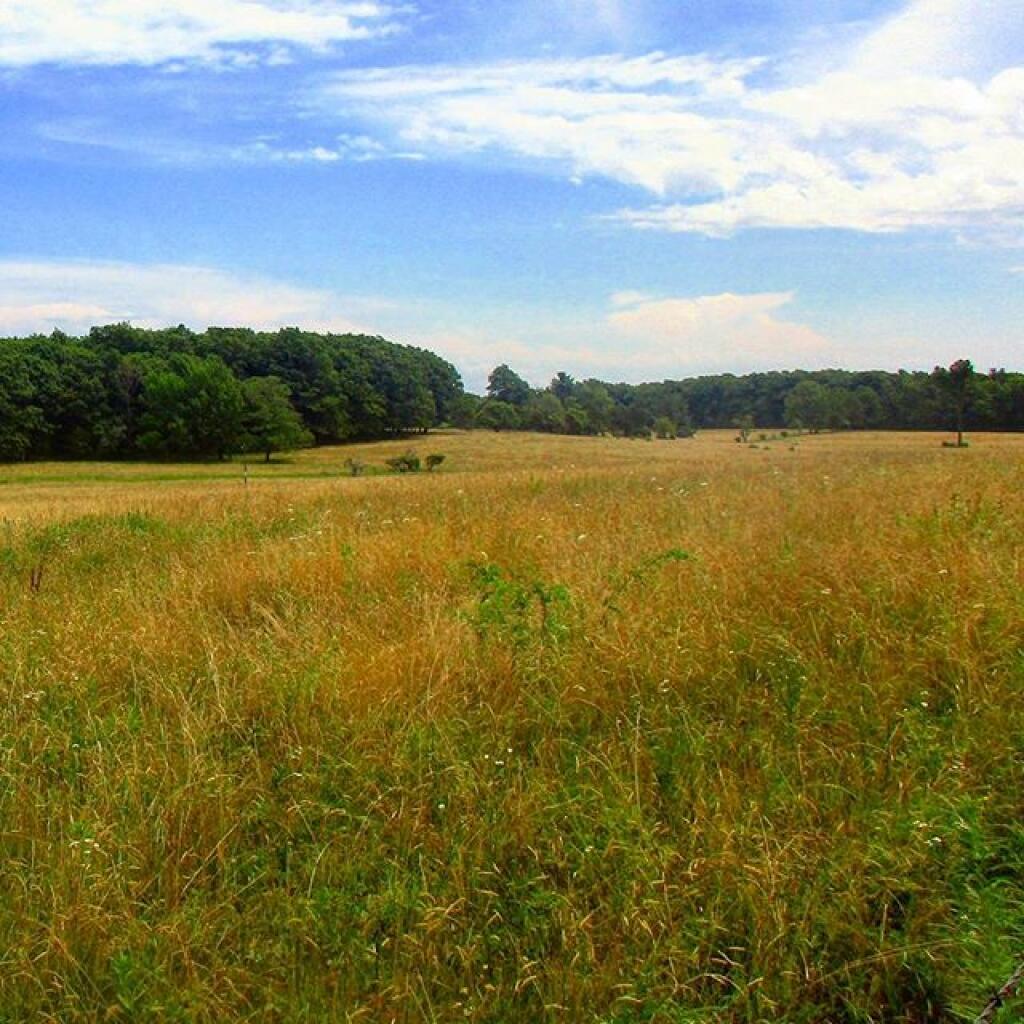 Photo: Ballard Pasture
