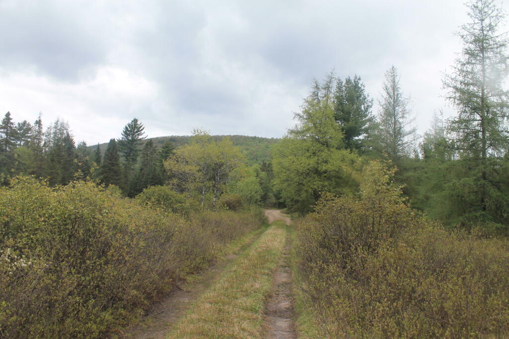 Photo: Tracks Along Upper Mitchells Pond Trail Photo: Tracks Along Upper Mitchells Pond Trail