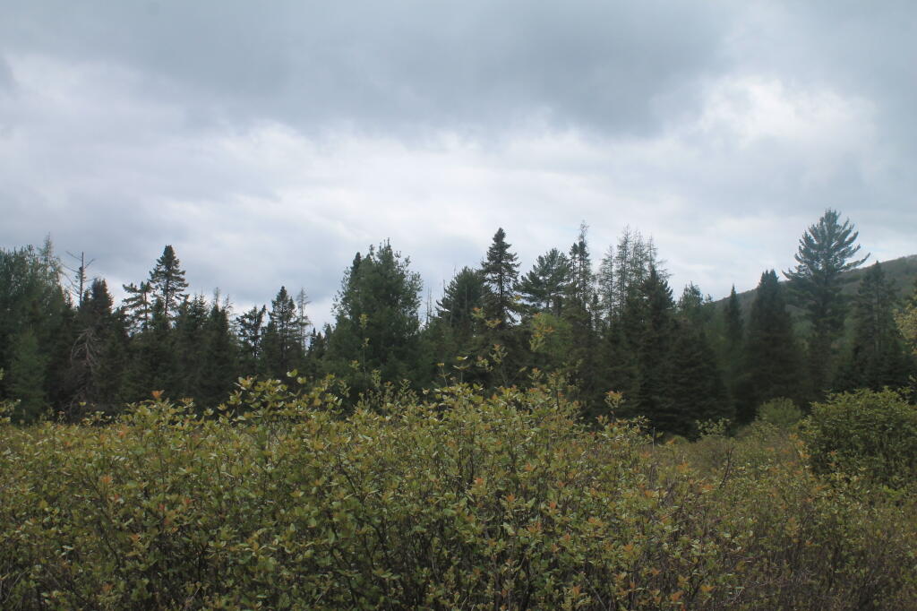 Photo: Rainy Spring Afternoon at Moose River Plains Photo: Rainy Spring Afternoon at Moose River Plains