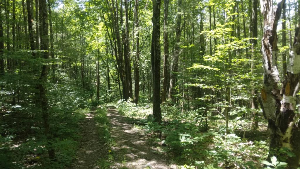 Photo: Walking along the woods road