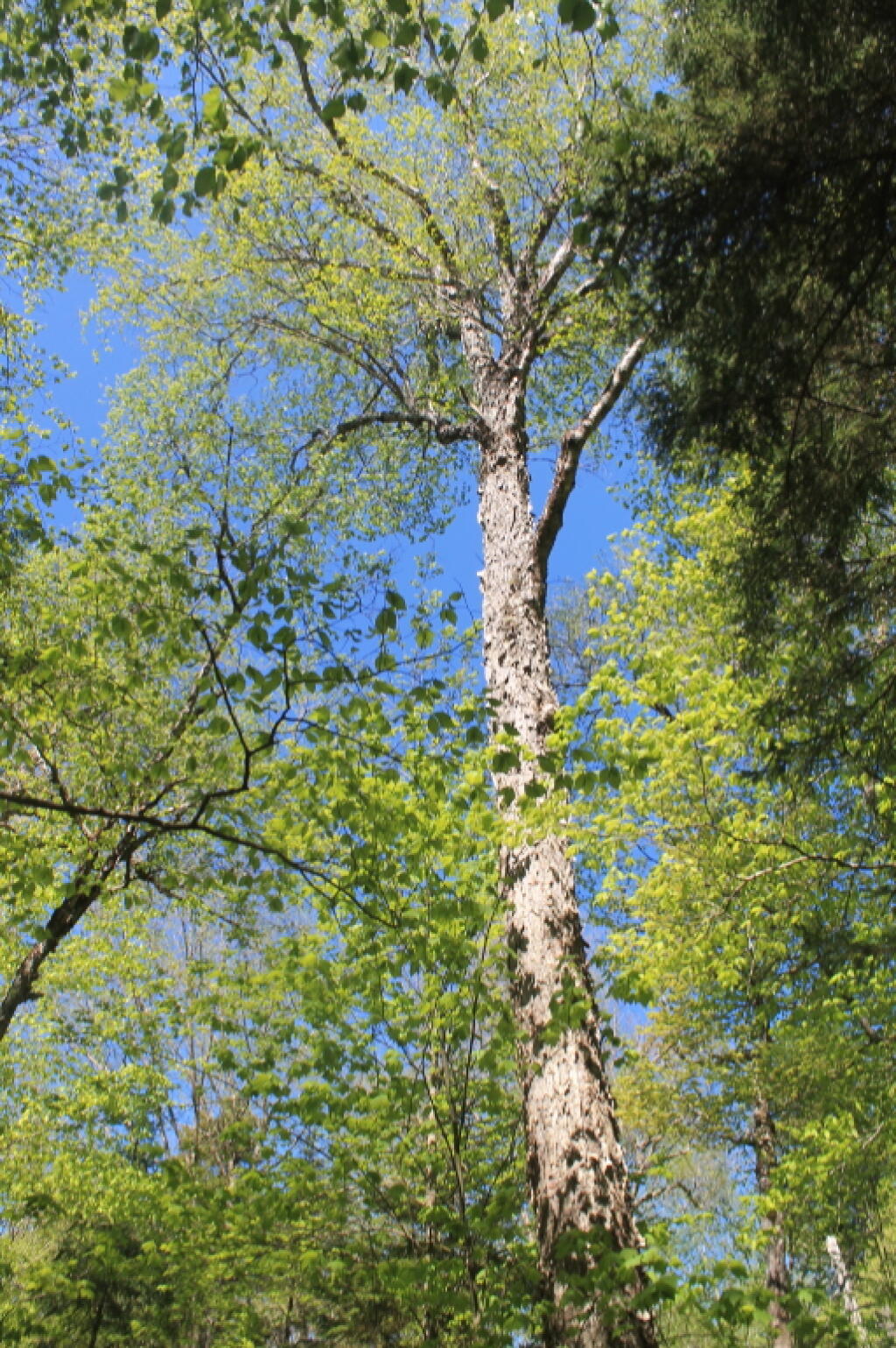 Photo: Massive Old Growth Tree Along Trail