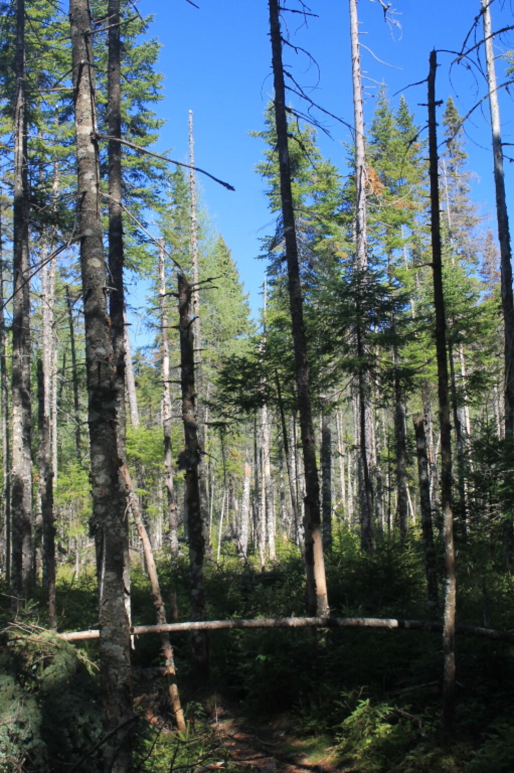 Photo: Boreal Forest 2