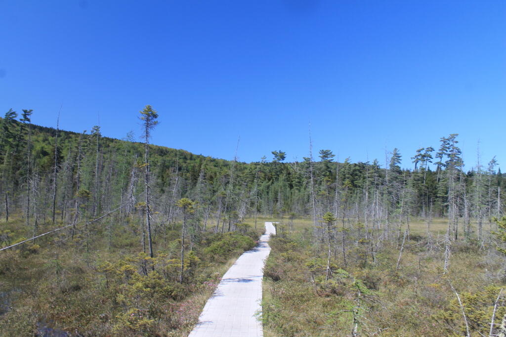 Photo: Heading Out to the Bog