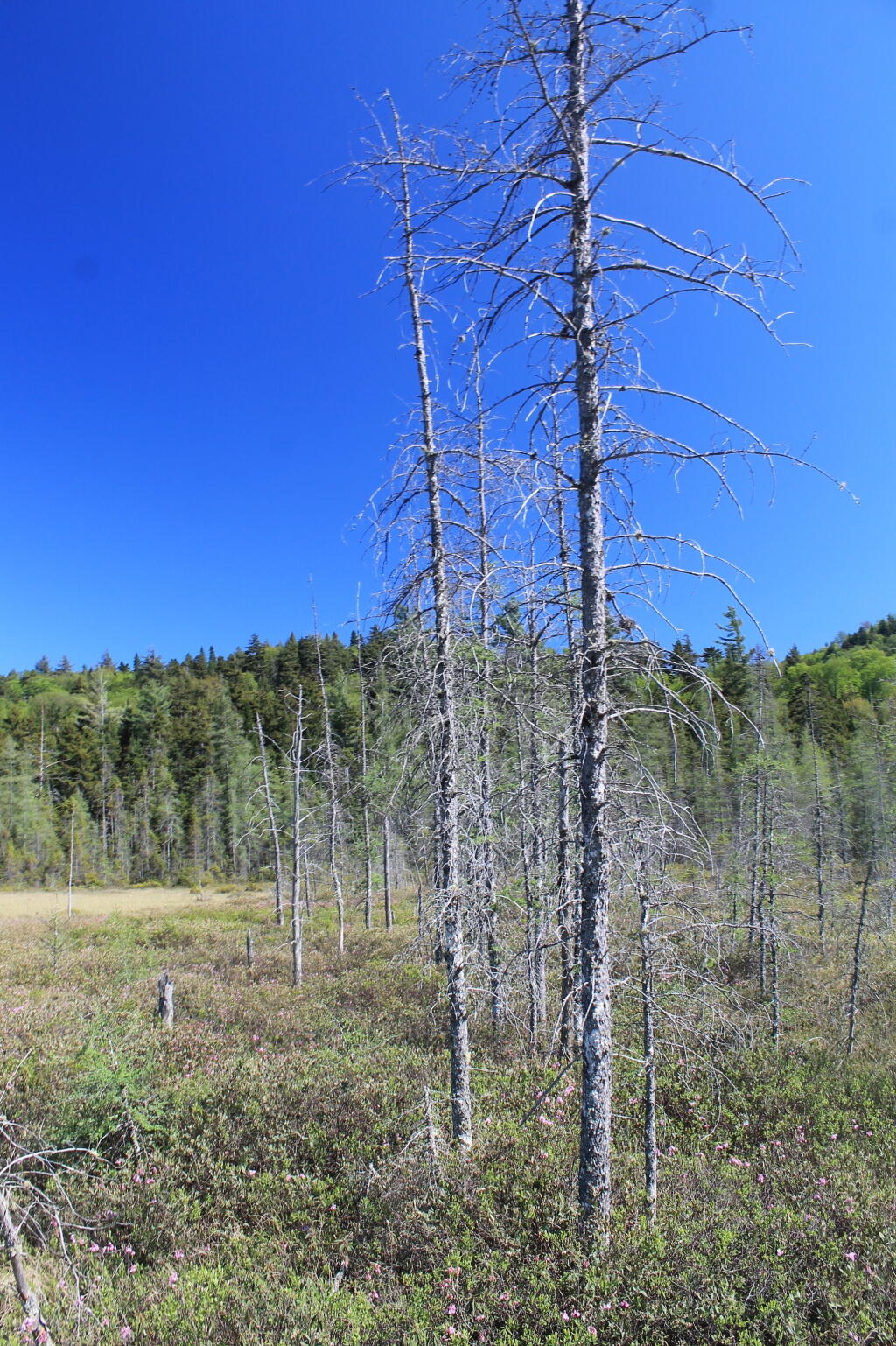 Photo: Trees