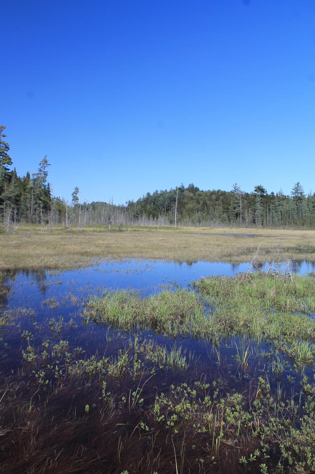 Photo: North from Ferd's Bog Trail