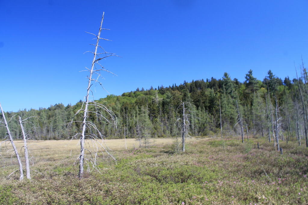 Photo: Ferd's Bog
