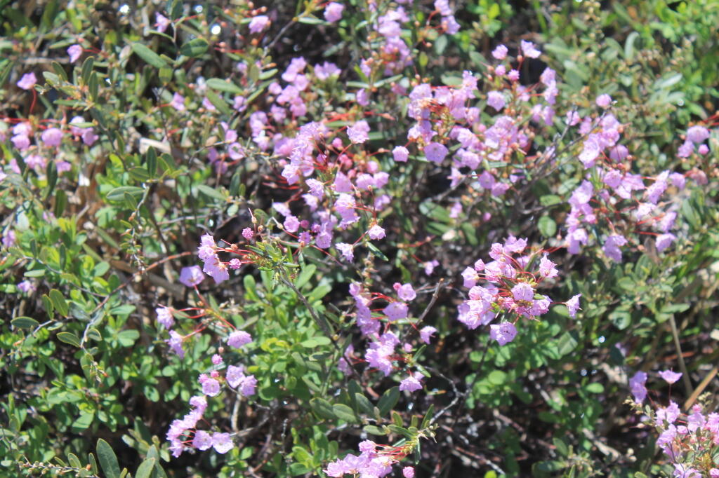 Photo: Flowers Along the Boardwalk
