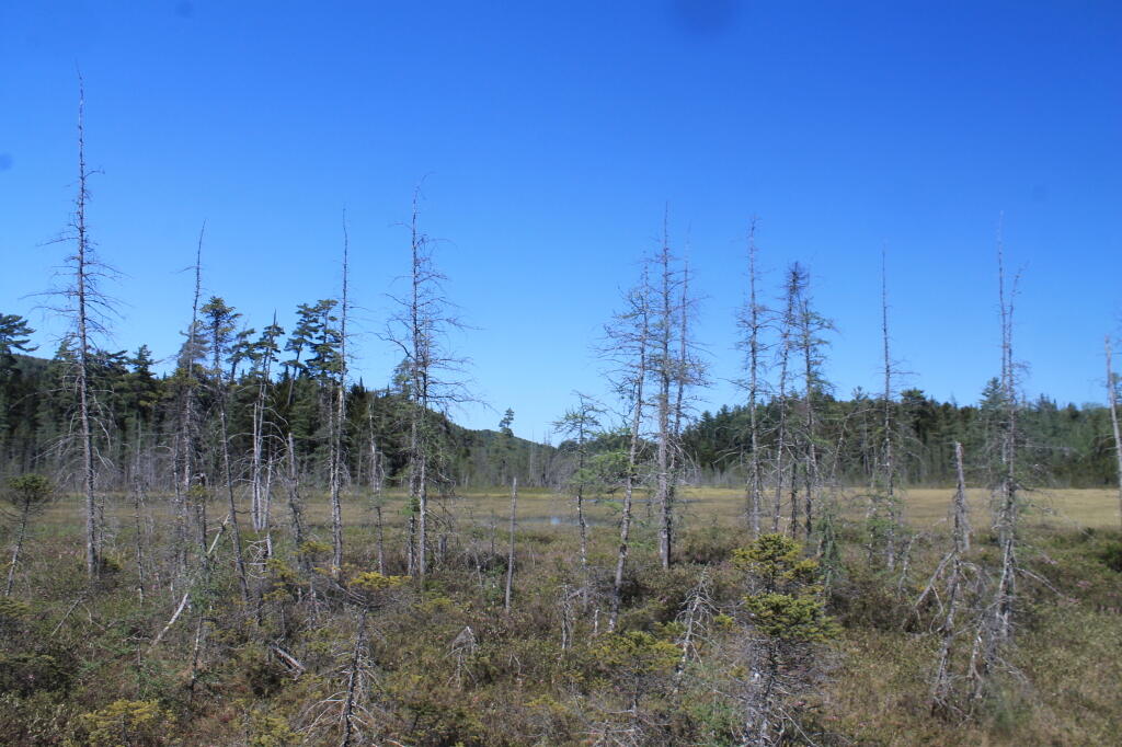 Photo: Dead Trees