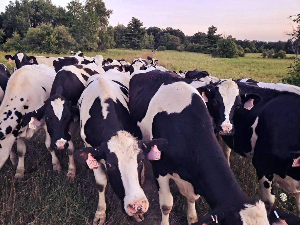Photo: Cows!