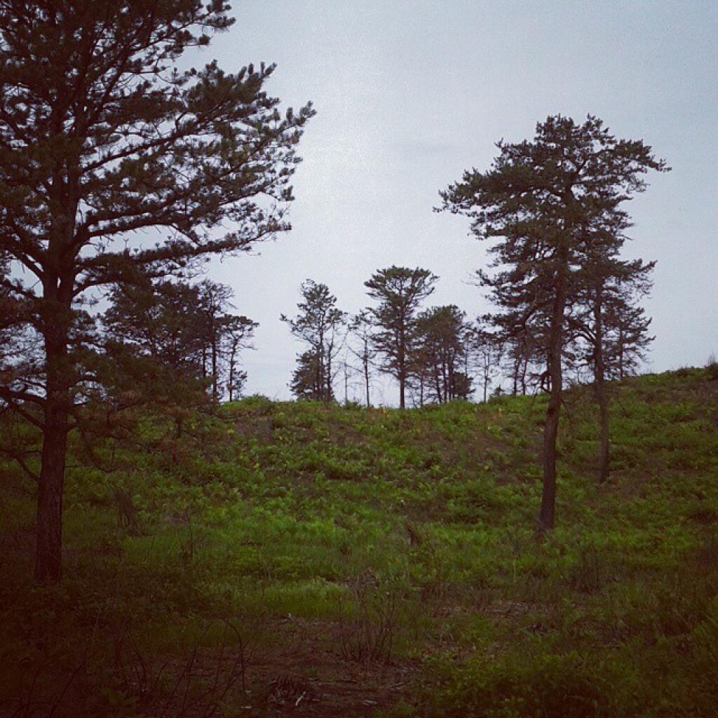 Photo: Pine Bush during this morning's wildflower hike