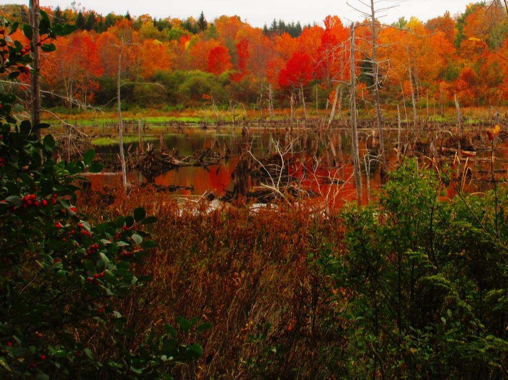 Photo: Looking Glass Pond Photo: Looking Glass Pond
