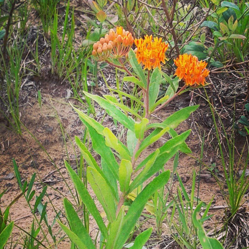 Photo: Butterfly milkweed