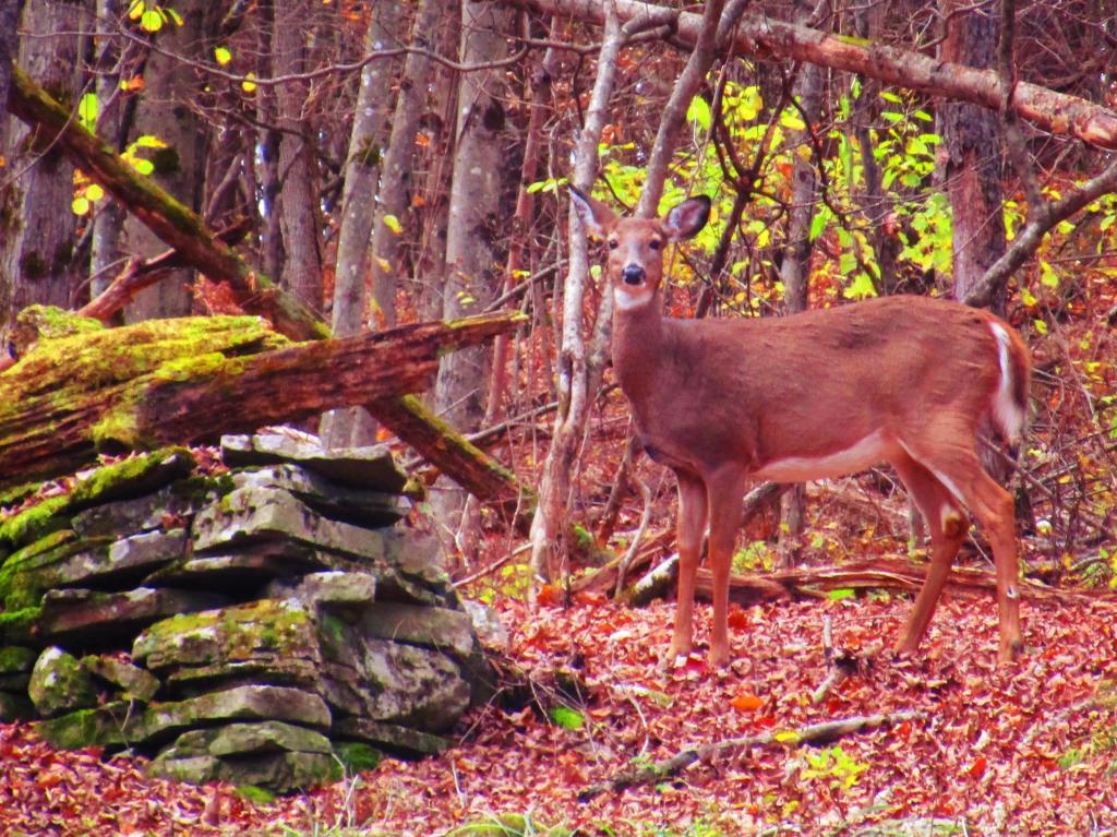Photo: Doe Photo: Doe