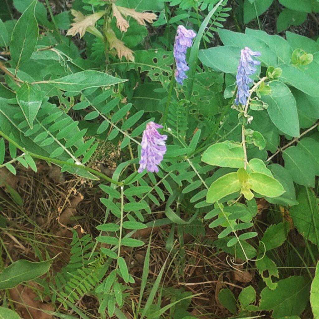 Photo: Goat's Rue