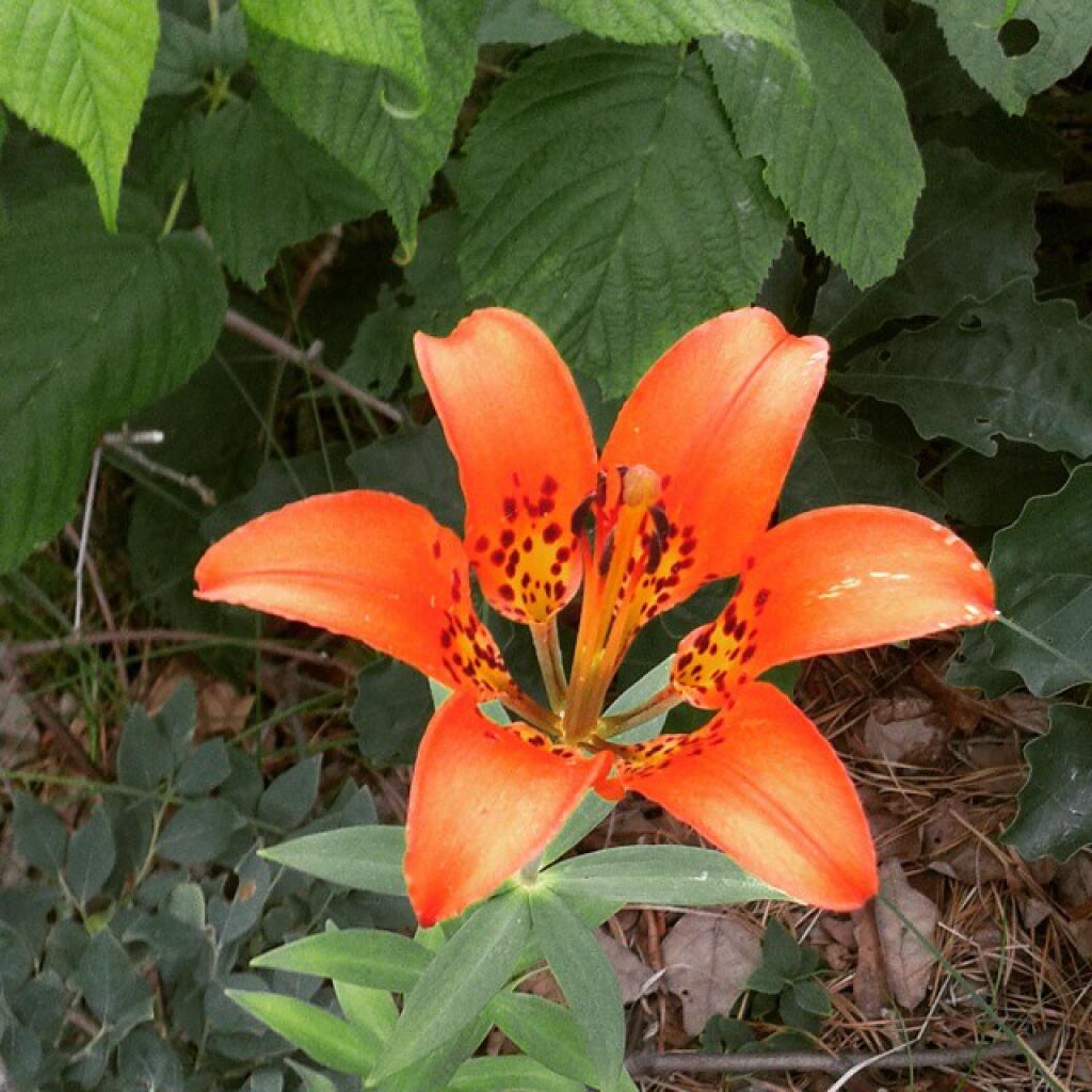 Photo: Before the rain comes this evening check out the tons of woods lilies. The flowers won't likely survive the rain. Photo: Before the rain comes this evening check out the tons of woods lilies. The flowers won't likely survive the rain.